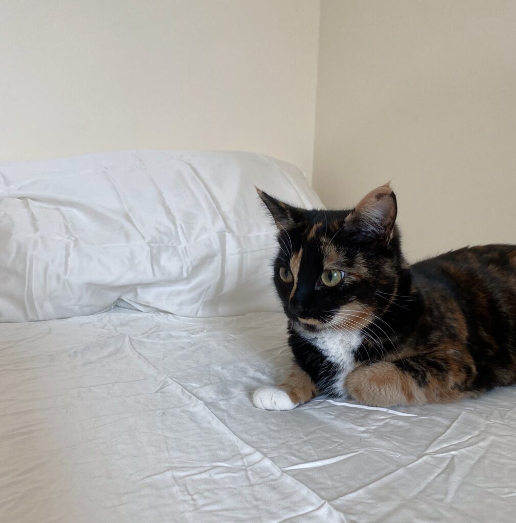 A calico cat sits on white silky sheets.